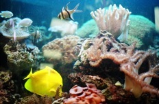 Aquarium Photo